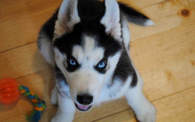 不小心踩到狗狗它会咬人吗,不小心踩到狗狗的脚会不会骨折