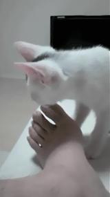 不小心踩到狗狗狗狗会记仇吗,不小心把狗狗踩到了会恨我吗