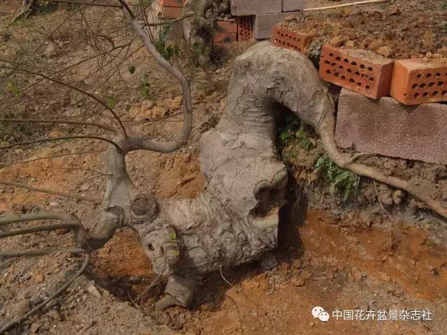 原生桩造型,原生苗盆景定型