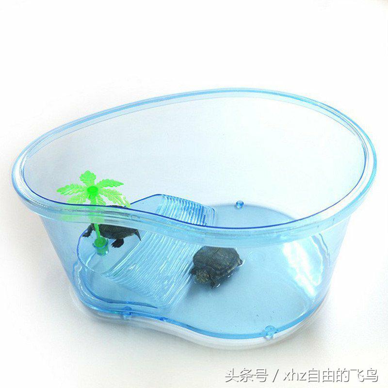 新手养龟该注意什么,新手养龟该怎么养