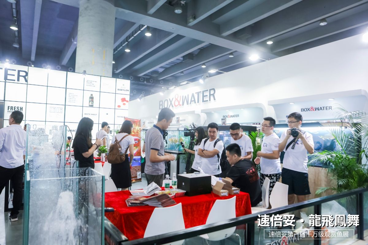 十大顶级巨型观赏鱼视频播放,顶级观赏鱼高清全屏视频