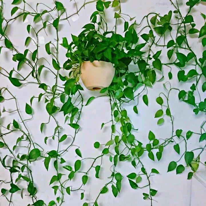 一盆绿萝就能让房子洋气到不行,绿萝改造大房子