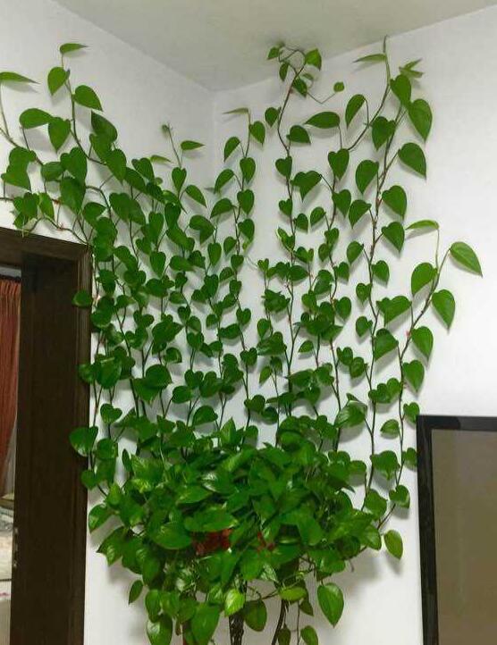 绿萝长得慢你知道原因吗,绿萝长得太慢