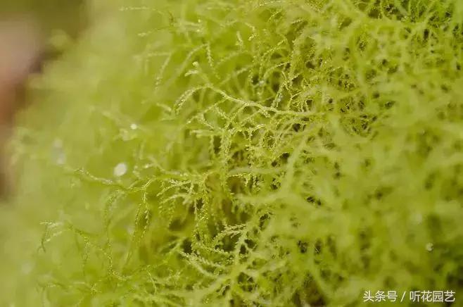 苔藓王国,奇妙的苔藓世界