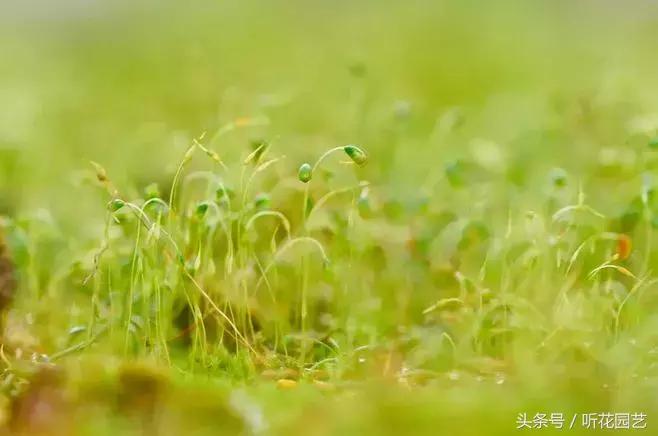 苔藓王国,奇妙的苔藓世界