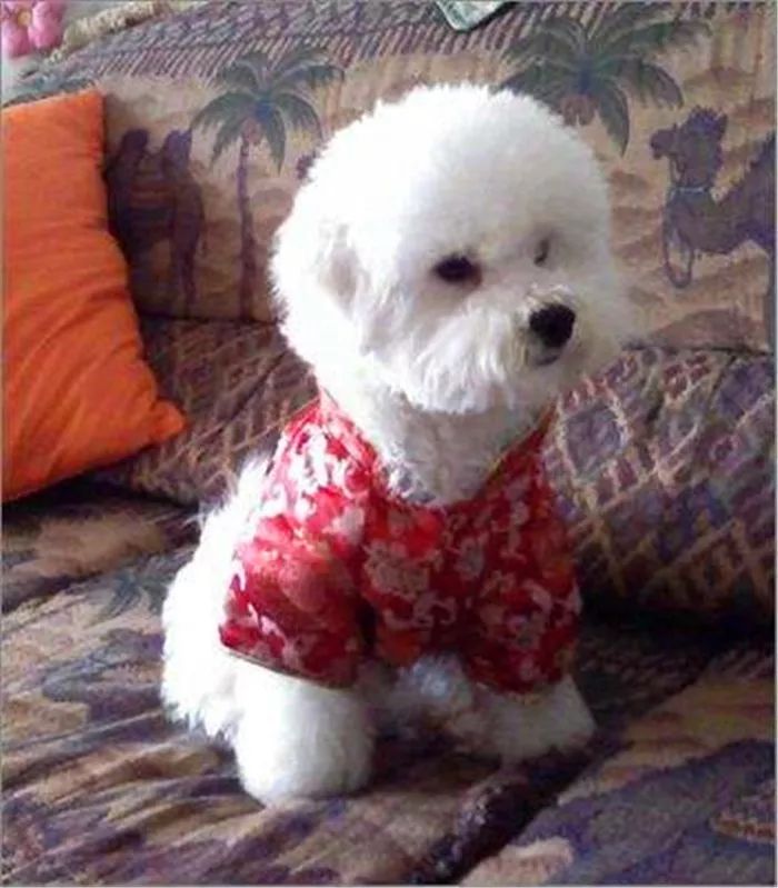 比熊犬呕吐拉血是什么原因,比熊犬不吃食还呕吐是怎么回事