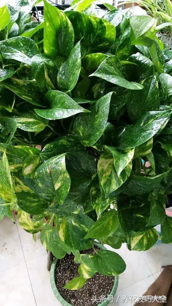 养殖绿萝用这3种办法快速长爆盆,养绿萝学好这3招爆盆快长势猛