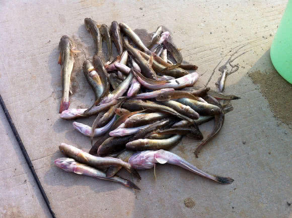 观赏鱼长得像鲶鱼是什么鱼,体型大只像鲶鱼一样的鱼