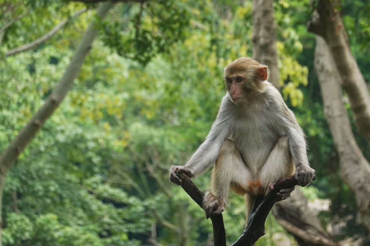 有舍有得,RX100M6长隆野生动物园中秋行摄记