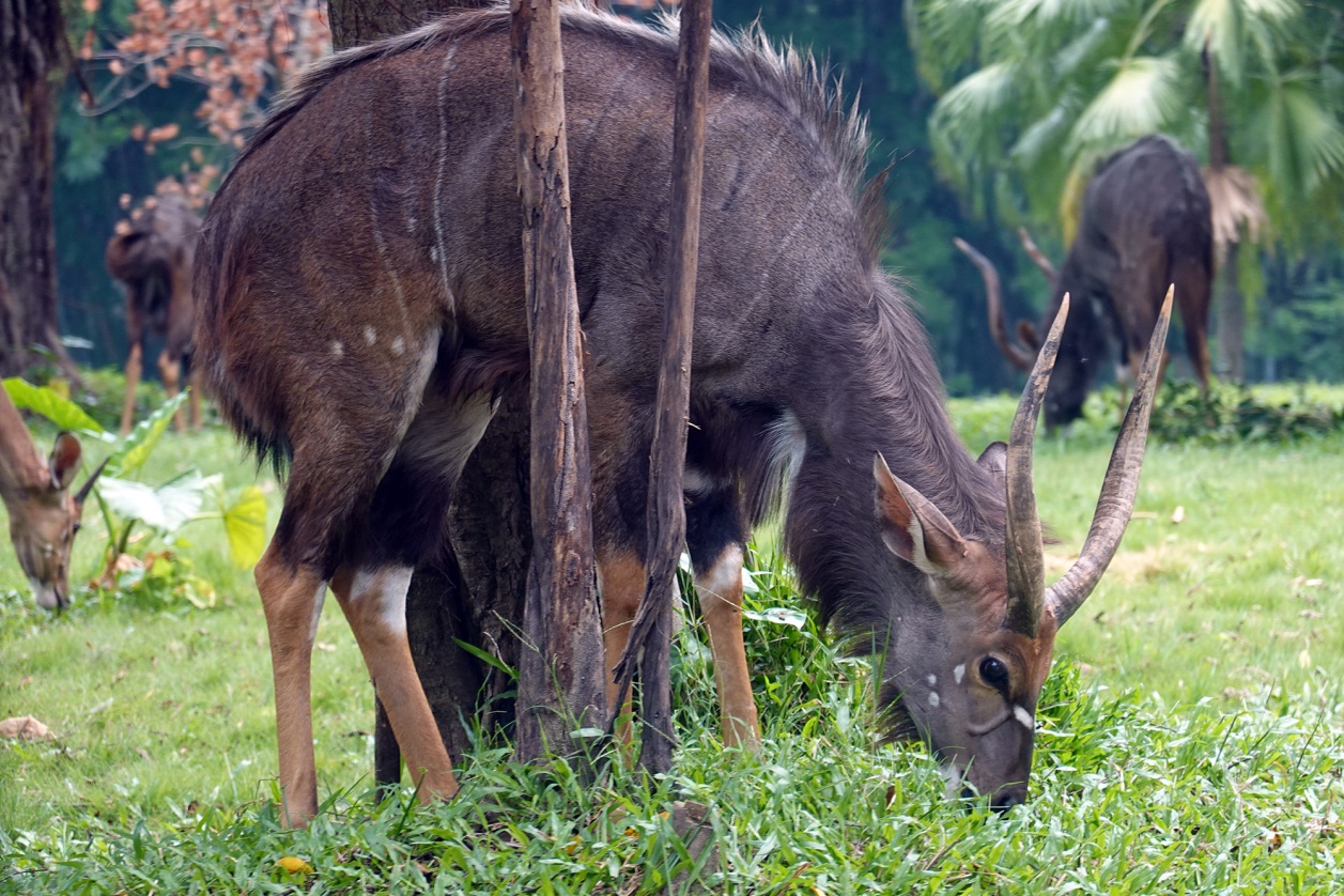 有舍有得，RX100M6长隆野生动物园中秋行摄记