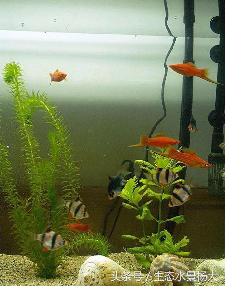 东北特产红茅,东北特产红蚂蚁