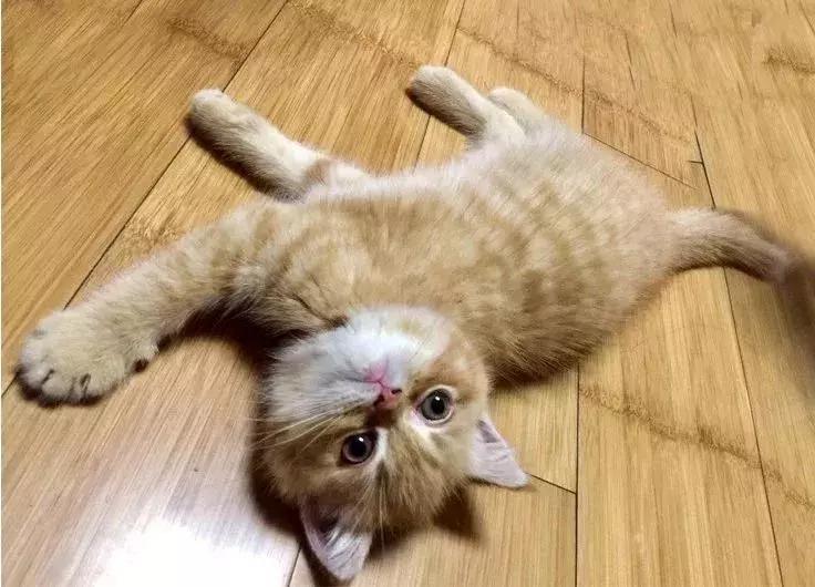 閾插睅瀹樺拰鐚挭鐨勫崸瀹よ璁″浘,閾插睅瀹樼粰鑷鐚挭璁捐鎴垮瓙