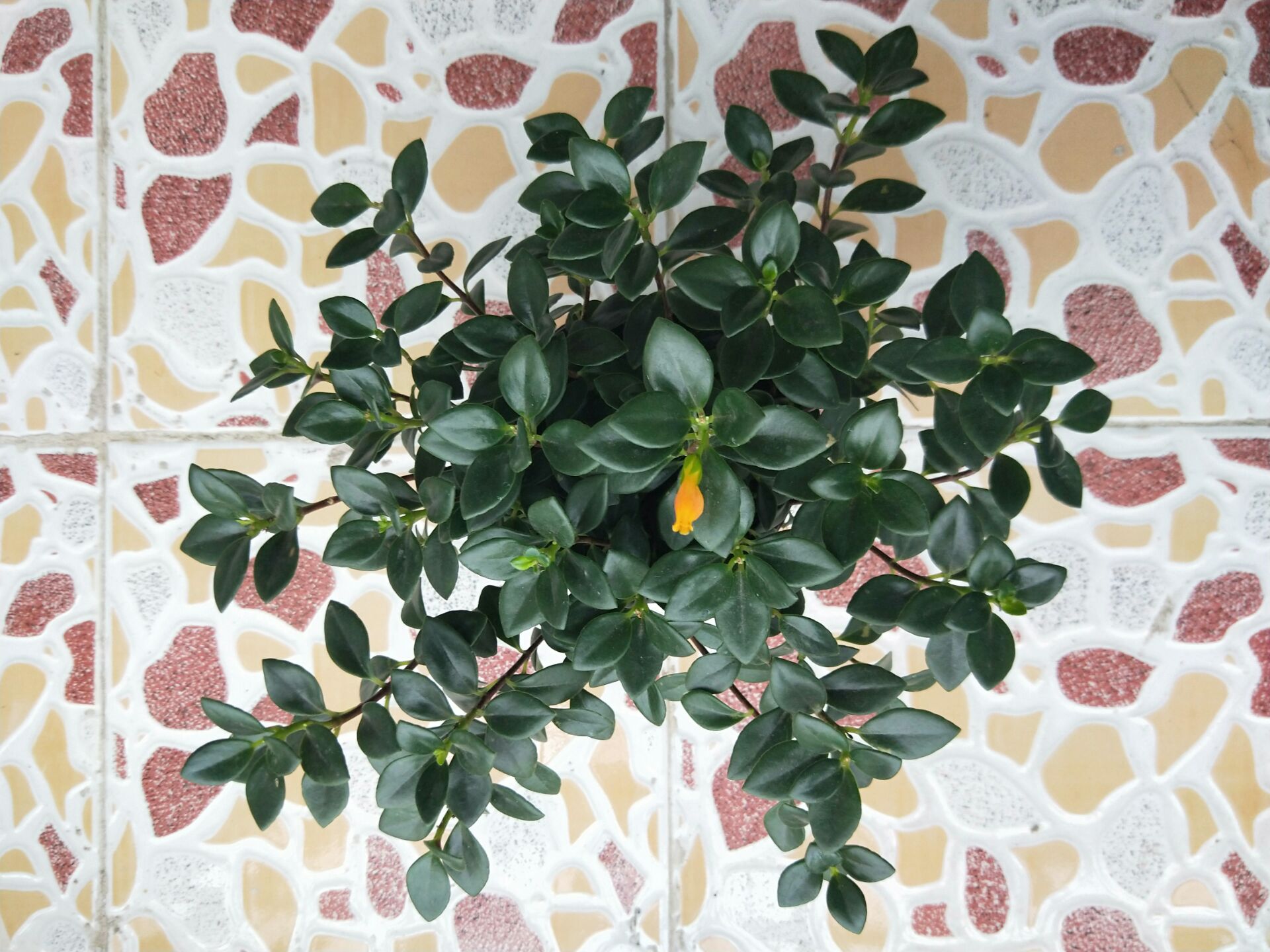 养了两年的金鱼吊兰终于开花了,养了近两年的金鱼吊兰开花了