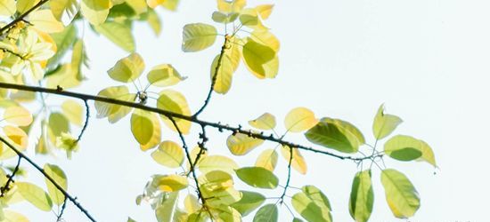 梦见狗缠住腿是什么意思,做梦梦见狗缠我代表什么意思