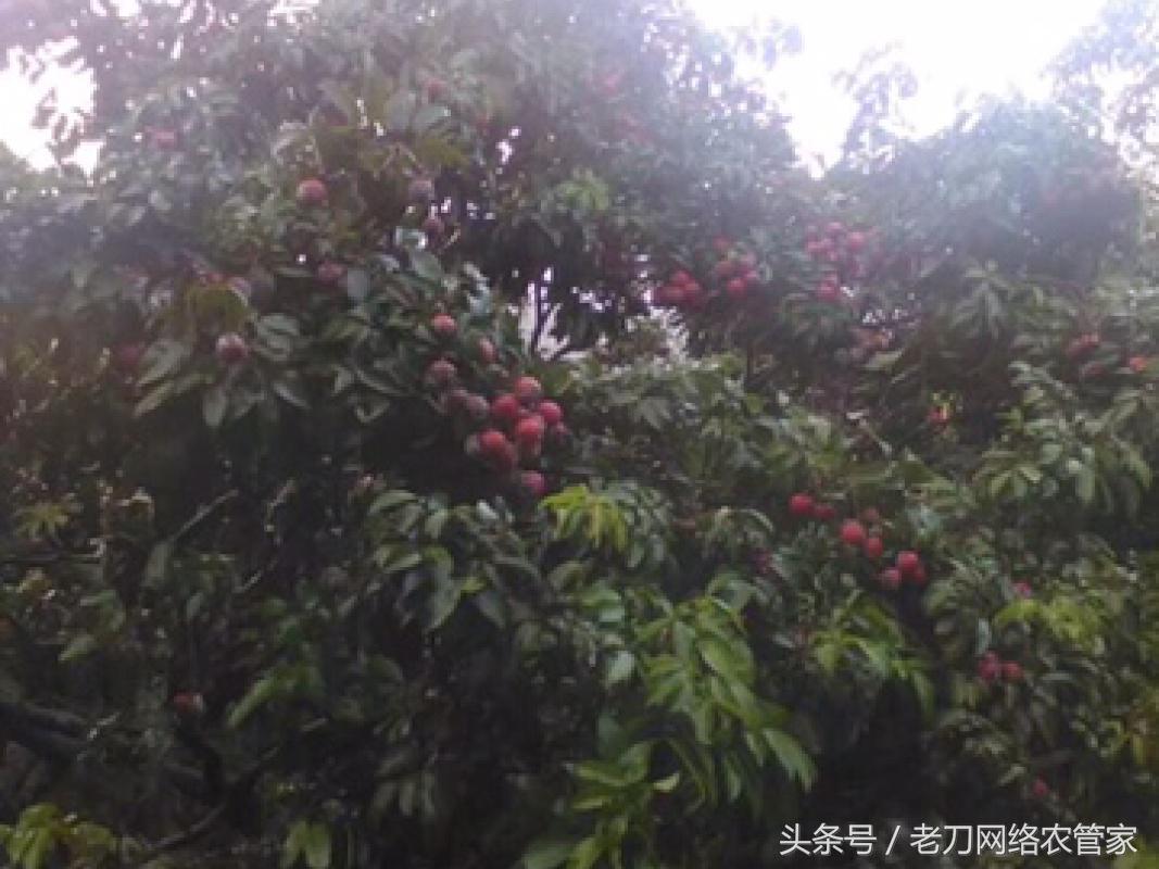 荔枝树根腐病怎样办,荔枝为什么会得酸霉病