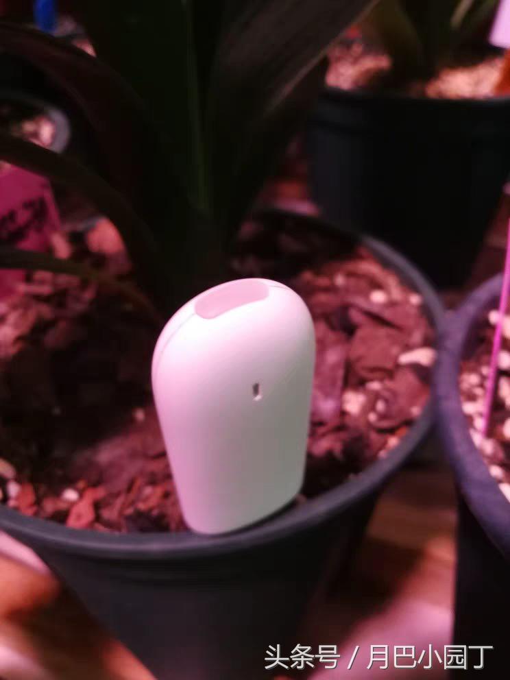 兰花分盆注意事项和手法,兰花翻盆注意什么细节问题