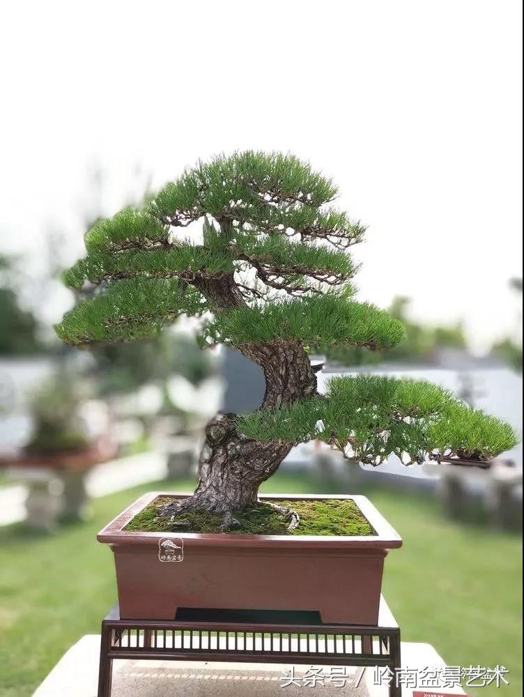 百年精品流苏老桩盆景,精品南天竺盆景