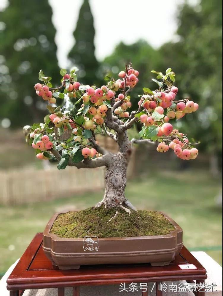 百年精品流苏老桩盆景,精品南天竺盆景