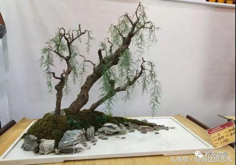 百年精品流苏老桩盆景,精品南天竺盆景