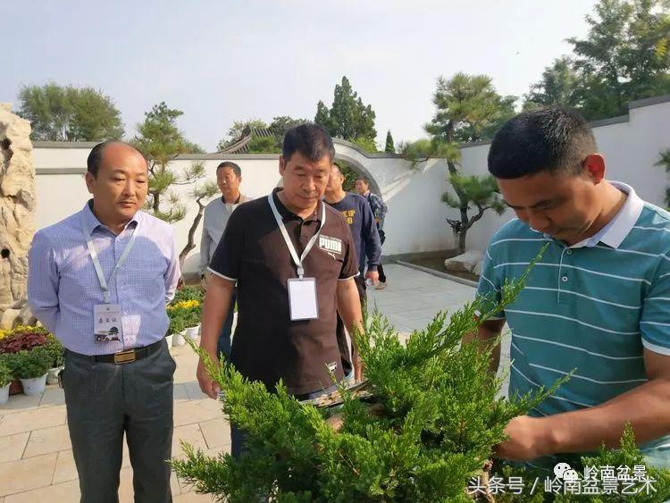 百年精品流苏老桩盆景,精品南天竺盆景