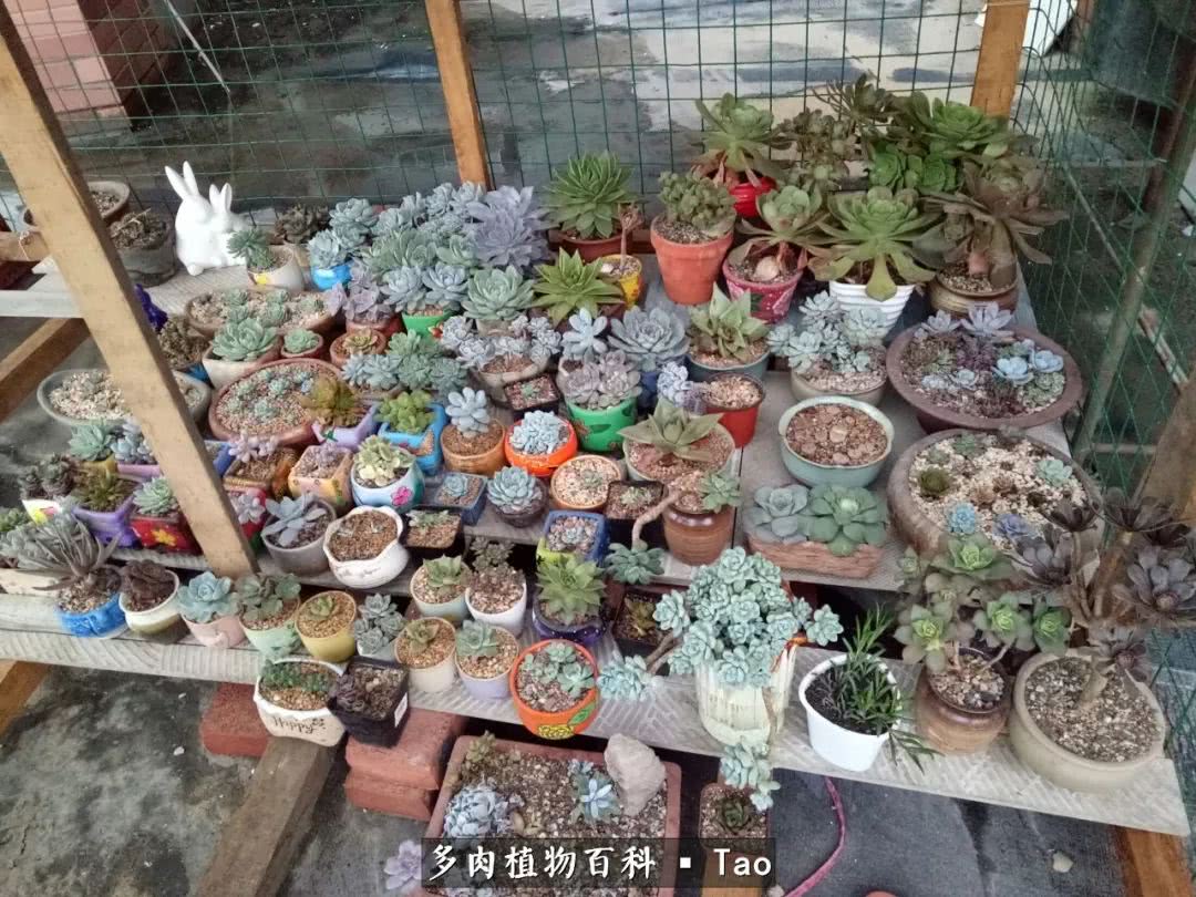 命运多舛，痴迷淡然，肉坚强们逆袭在秋天！