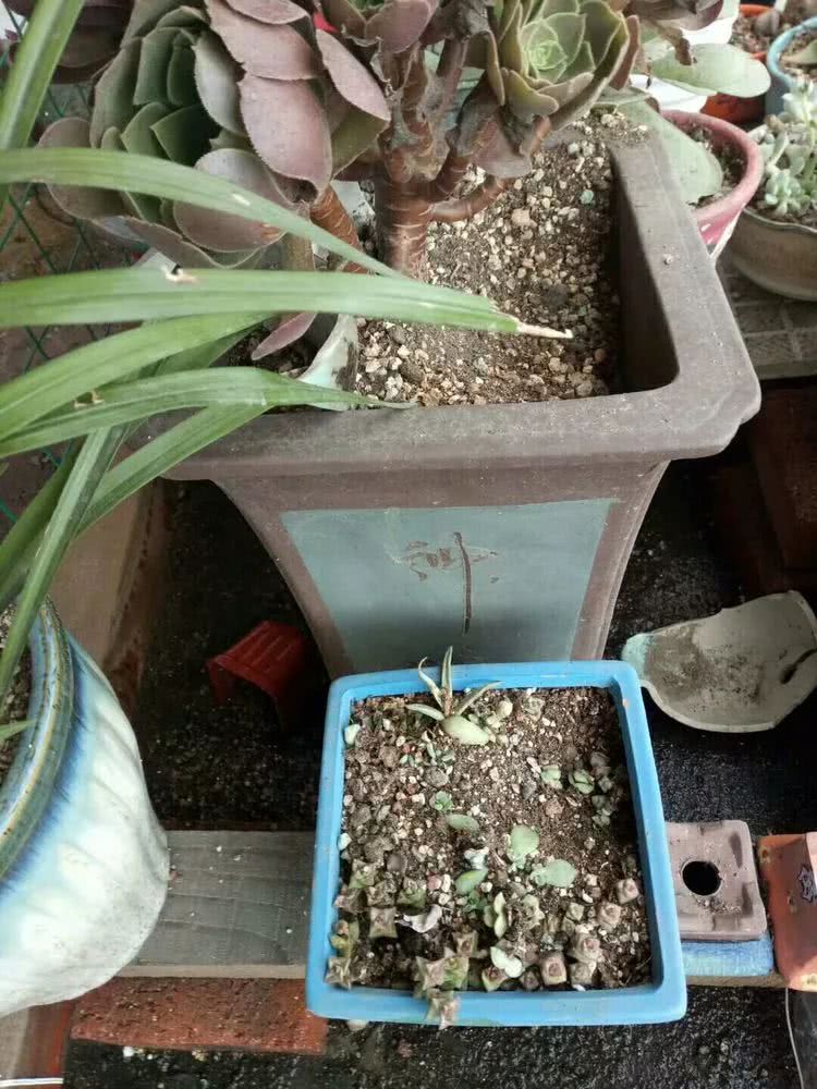 命运多舛，痴迷淡然，肉坚强们逆袭在秋天！