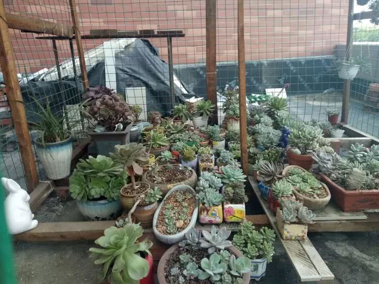 命运多舛，痴迷淡然，肉坚强们逆袭在秋天！