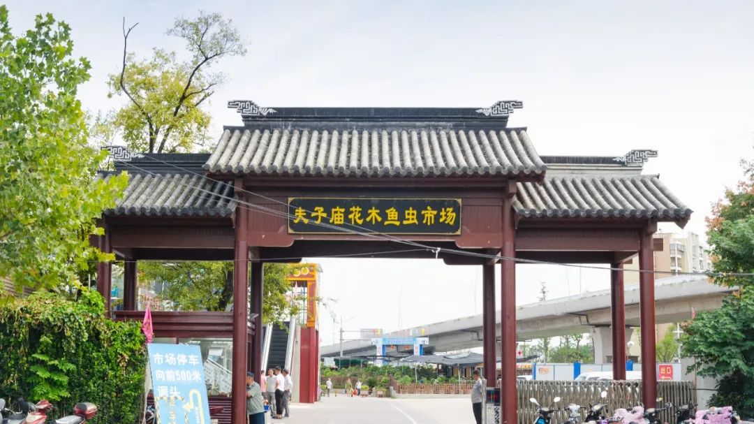 夫子庙花鸟鱼虫市场回忆,夫子庙花木鱼虫市场