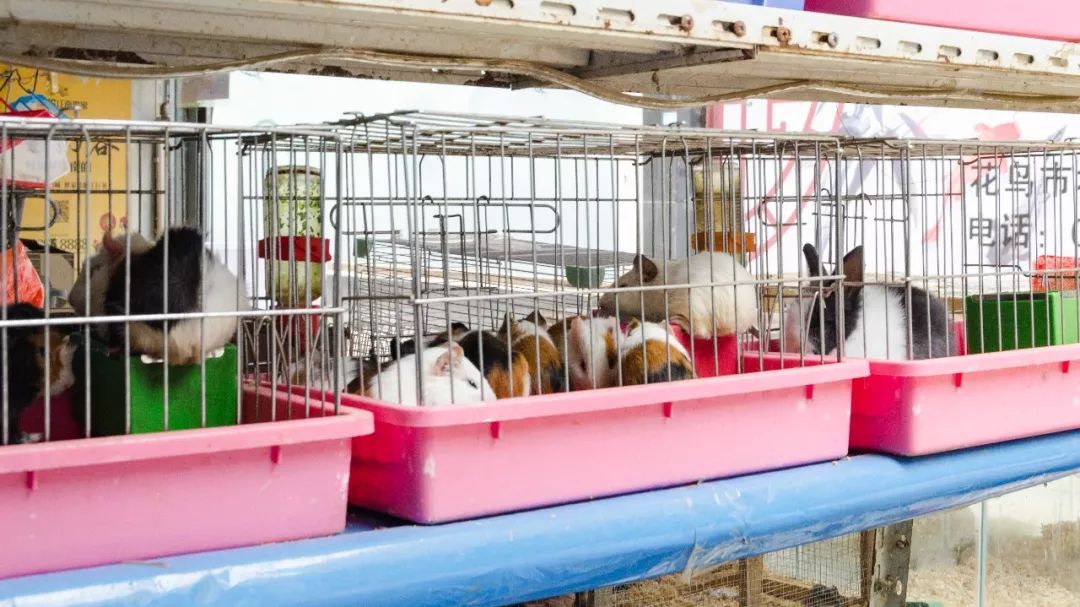 夫子庙花鸟鱼虫市场回忆,夫子庙花木鱼虫市场