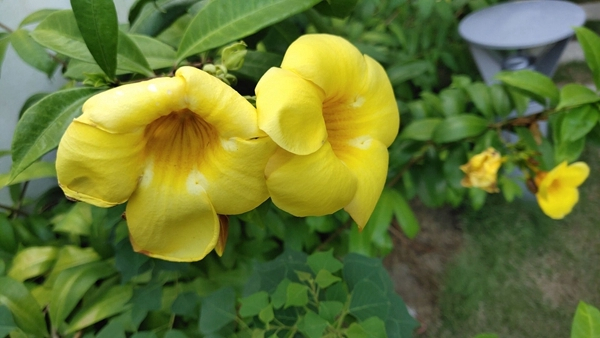 vivonex旗舰版竖屏变横屏,vivonex3s突破熄屏开不了机