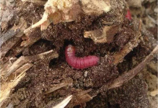 茶花炭疽病用什么药治最好,茶花炭疽病的症状和防治方法