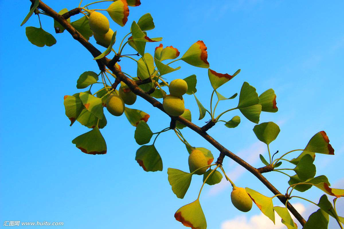中药故事传说1000字,中药传说故事防己