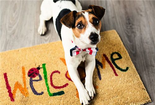 狗狗排尿次数少你还在偷偷乐？省事背后的健康隐患不容忽视