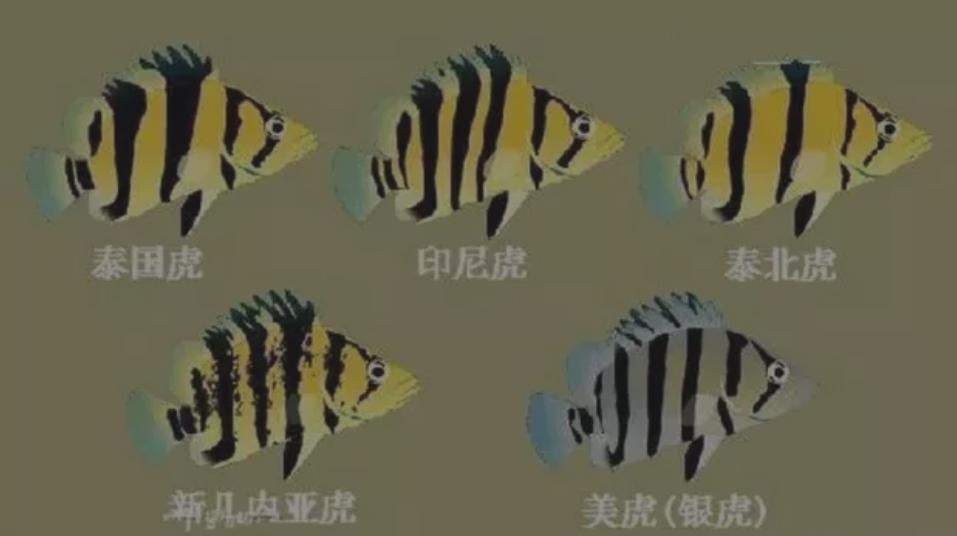 饲养虎鱼要不要加盐,黄金虎鱼最佳饲养方法