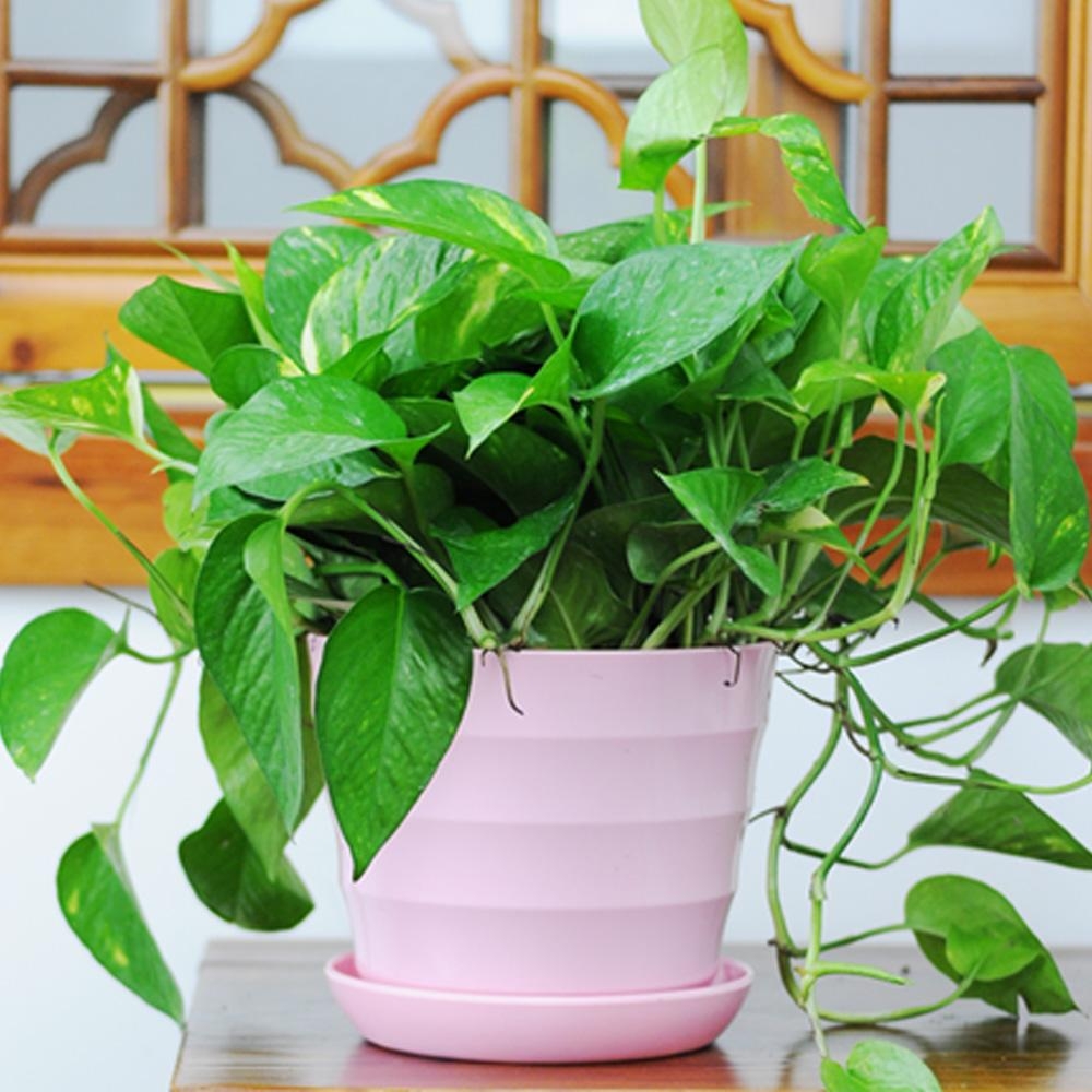 绿萝叶子发黄快速补救方法水养的,绿萝文竹总发黄1招让它绿油油