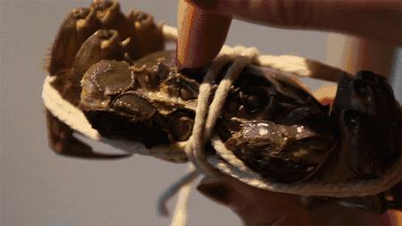 大闸蟹基础知识,大闸蟹科普知识