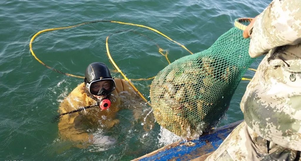 白菜价买海参,白菜价买黄金骗局