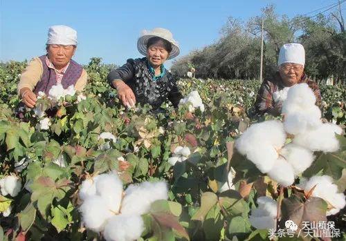 2022年籽棉目前价格,南北疆籽棉收购价格表