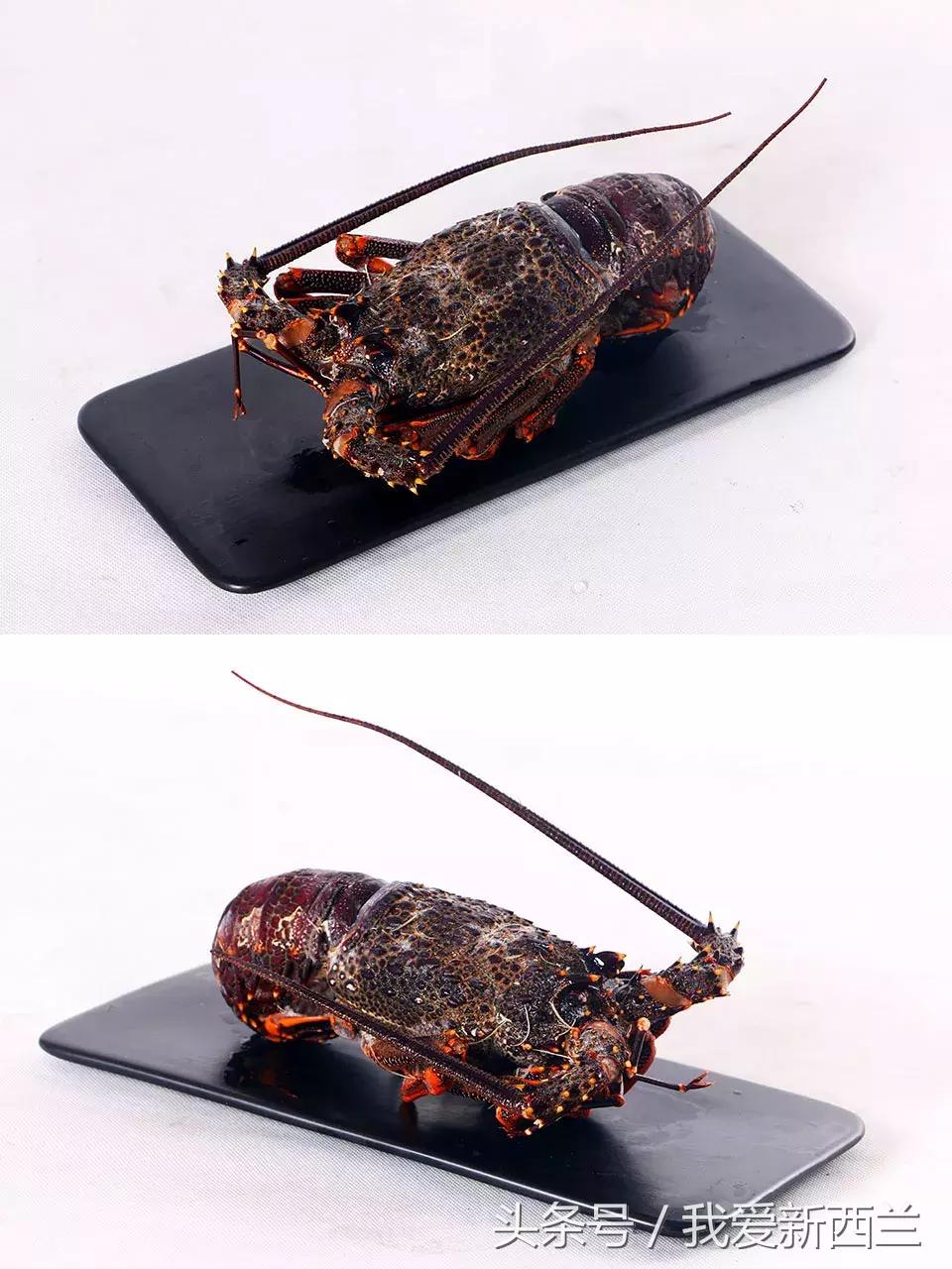 新西兰是不是最美丽的地方,新西兰到底有什么好玩