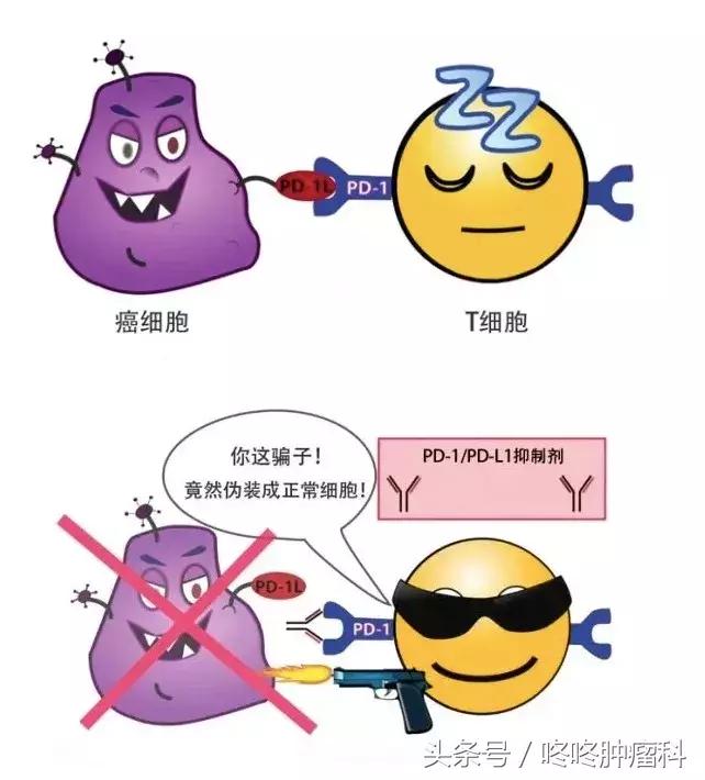 国产恒瑞pd1卡瑞利珠单抗,抗癌新药pd1单抗国产