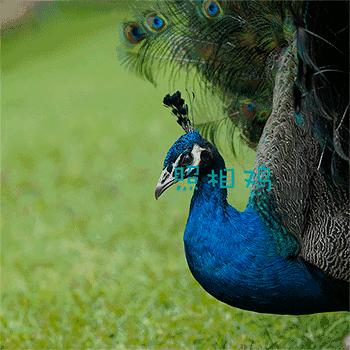 单评｜为啥选7RⅢ做你的视频机？