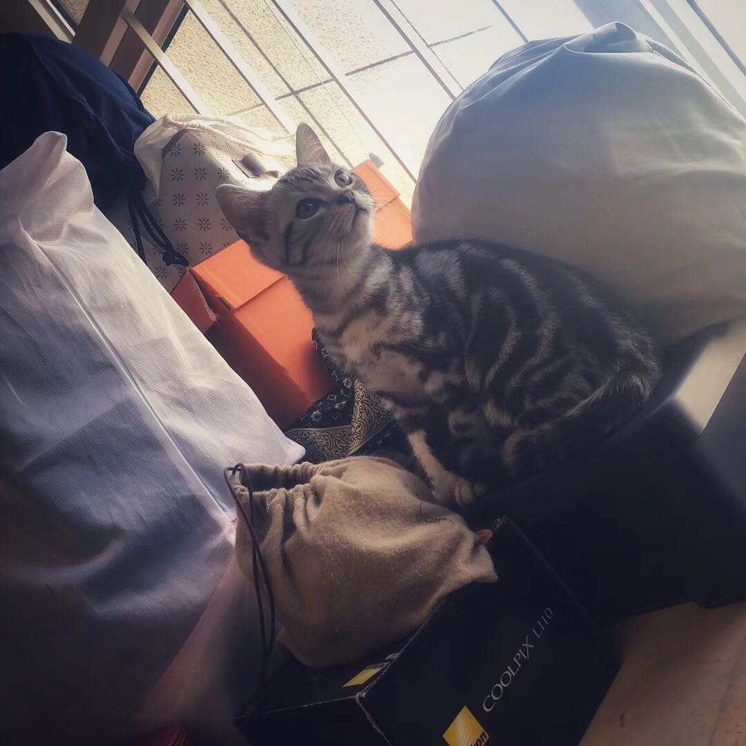 美短虎斑猫一窝,美短虎斑猫的日常