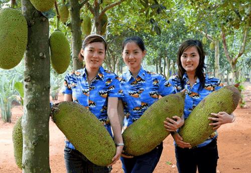 剥菠萝蜜怎么剥的又快又好,菠萝蜜怎么剥出来是完整的