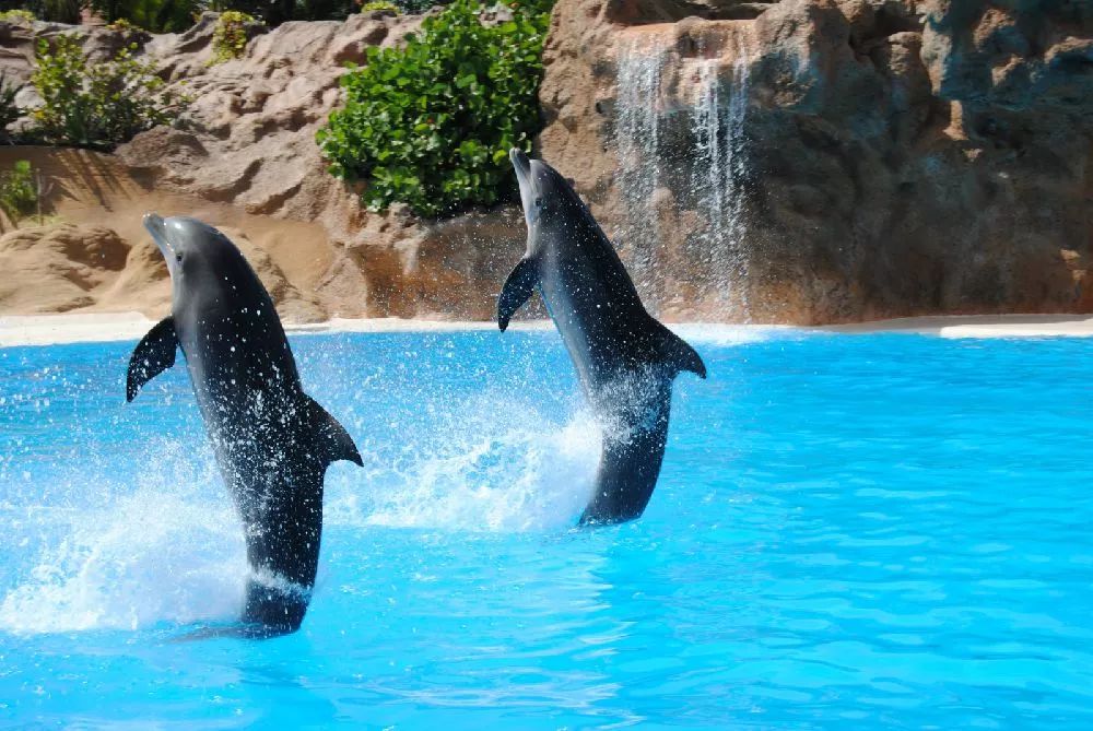 国庆深圳龙岗有哪些好玩的地方,中秋国庆去深圳旅游攻略