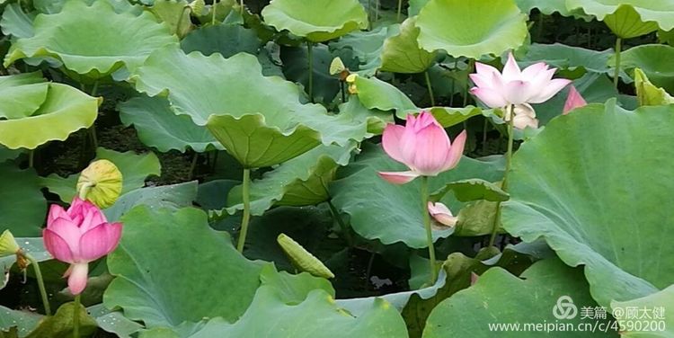 《白浪情丰收节、中秋节、国庆节休闲晚会》优秀作品选登