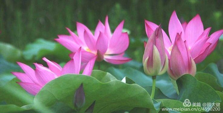 《白浪情丰收节、中秋节、国庆节休闲晚会》优秀作品选登