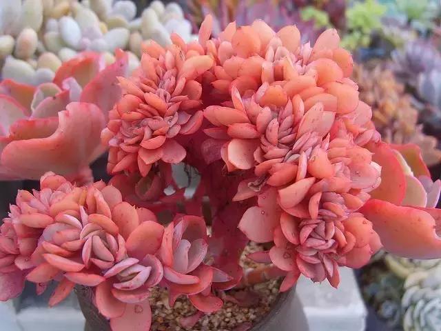 多肉煤烟病用多菌灵有用吗,多肉黑霉病喷多菌灵好用吗