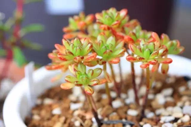 多肉缀化腐黑伤口怎么用多菌灵,多肉黑霉病菌怎么治疗