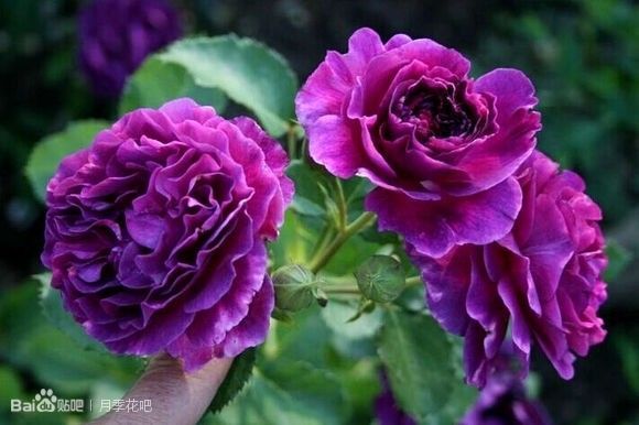 蓝紫色月季品种,39种紫藤品种