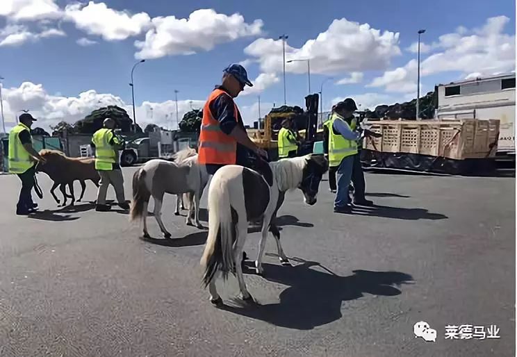 242匹新西兰优骏飞抵，莱德进口马数量与质量稳居全国同行第一！